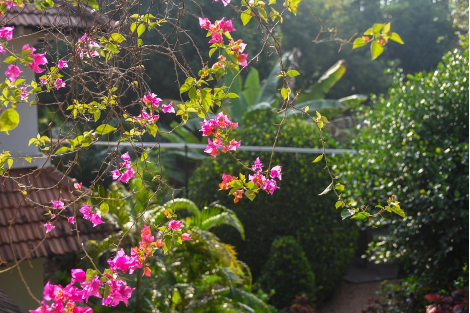 Gaia'S Garden Guest House Оровілль Екстер'єр фото